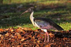 Straw-necked Ibis